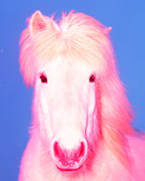 Sasha Elage: Motion, Myth and the Force of the Horse